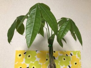 観葉植物　パキラ