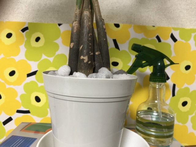 観葉植物　パキラ