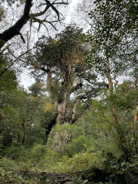 屋久島 縄文杉トレッキング